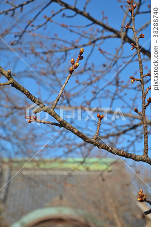 Shimousanakayama步行：Chisen-in 38288740