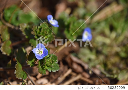 Ooouinunnguri (big dog scrotum) 38289009