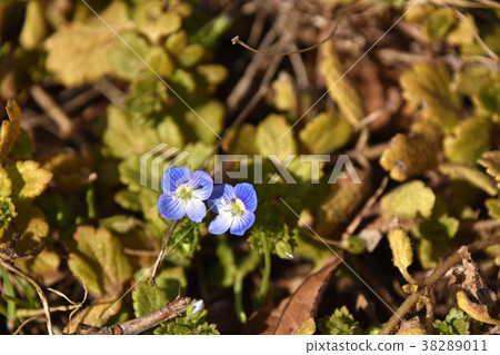 Ooouinunnguri (big dog scrotum) Ooouinunnguri (big dog scrotum) 38289011