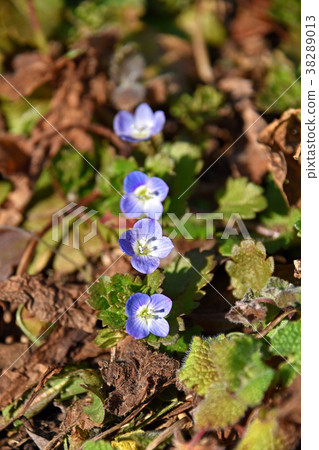 Ooouinunnguri (big dog scrotum) 38289013