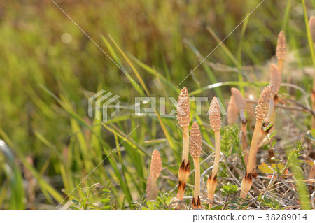 Tsukushi Spring landscape 38289014