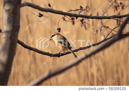 Moz male in winter forest 38289120