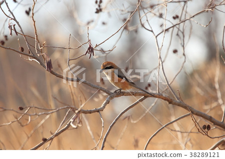 Moz male in winter forest 38289121