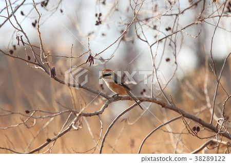 Moz male in winter forest 38289122