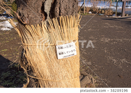 上尾市丸山公園自然研究中心冬季的昆蟲觀察 上尾市丸山公園自然研究中心冬季的昆蟲觀察 38289196