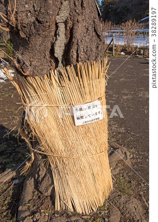 上尾市丸山公園自然研究中心冬季的昆蟲觀察 38289197