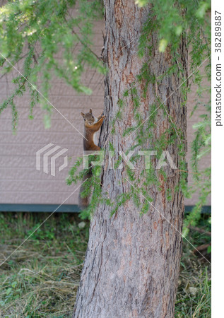 Chestnut climbing on a tree 38289887