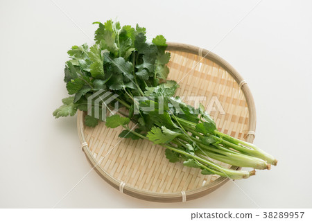 Coriander  38289957