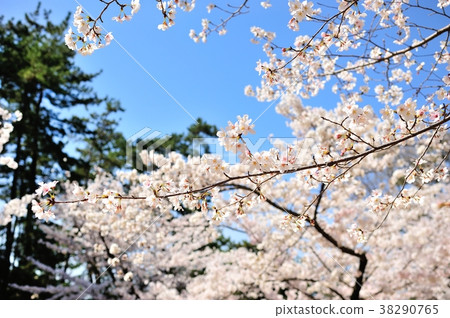 Sakura in Mukawa Sakura in Mukawa 38290765