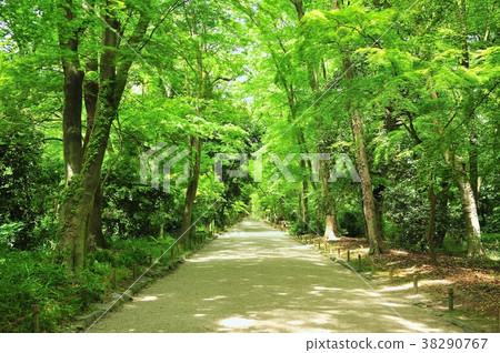 Forest Road Forest Road 38290767