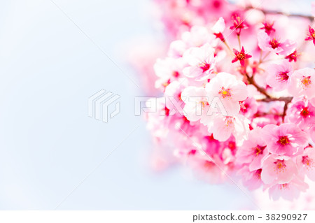 櫻花盛開31 櫻花盛開31 38290927