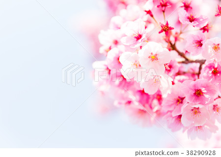 櫻花盛開32 櫻花盛開32 38290928