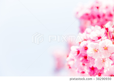 櫻花盛開33 38290930