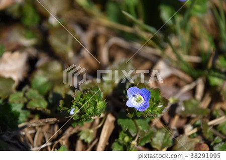 Ooouinunnguri (big dog scrotum) 38291995