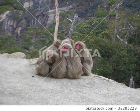 Monkey dumpling 38293229