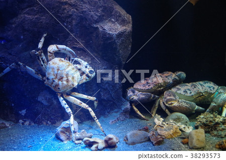 在深海水族館的深海魚 38293573