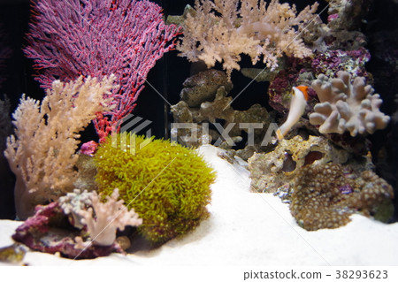 Deep sea fish in the deep sea aquarium 38293623