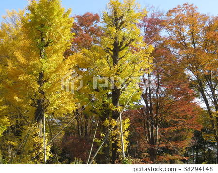 Tamadaira no Mori Mansion計劃建設工地的兩棵紅葉銀杏樹 38294148