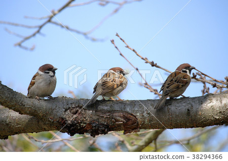 Cute sparrow Cute sparrow 38294366
