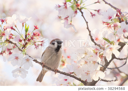 麻雀和葉櫻桃 38294568