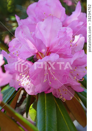 高貴的紅紫色是美麗的Asmashakunage 38294762