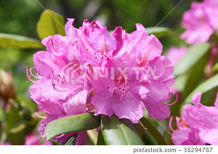 高貴的紅紫色是美麗的Asmashakunage 38294787