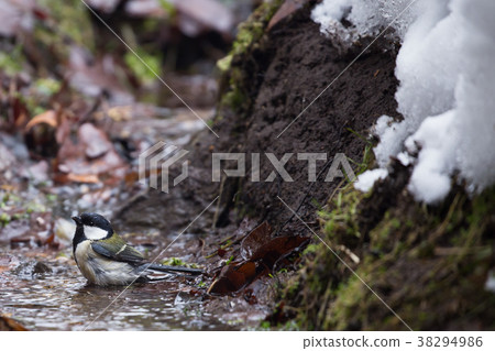 Tits to bathe in 38294986