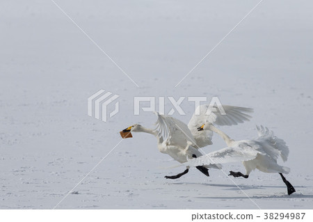 Swans competing for bread 38294987