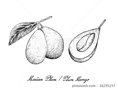 Hand Drawn of Marian Plum on White Background Hand Drawn of Marian Plum on White Background 38295257