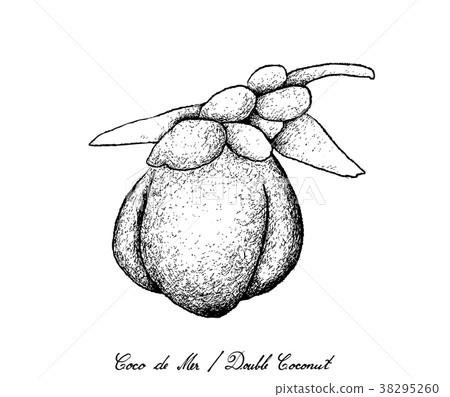 Hand Drawn of Coco de Mer or Double Coconut Fruits Hand Drawn of Coco de Mer or Double Coconut Fruits 38295260