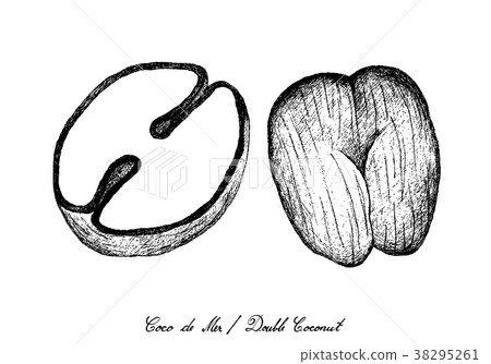 Hand Drawn of Coco de Mer or Double Coconut Fruits Hand Drawn of Coco de Mer or Double Coconut Fruits 38295261