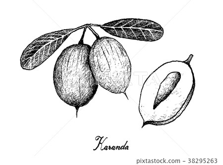 Hand Drawn of Karanda Fruits on White Background Hand Drawn of Karanda Fruits on White Background 38295263