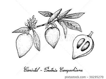 Hand Drawn of Canistel Fruits on White Background Hand Drawn of Canistel Fruits on White Background 38295270