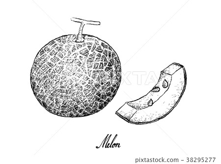 Hand Drawn of Melon Fruit on White Background 38295277