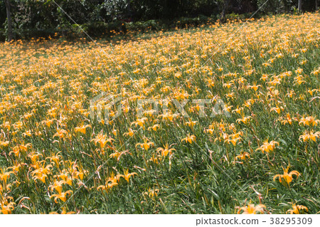 太麻里金針花 太麻里金針花 38295309