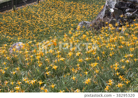 太麻里金針山 38295320