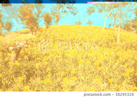 太麻里金針山 太麻里金針山 38295328