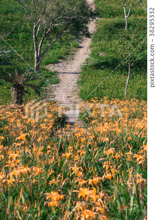 Taima Lijinshan Taima Lijinshan 38295332