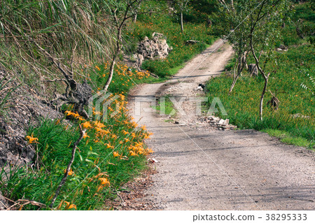 太麻里金針山 太麻里金針山 38295333