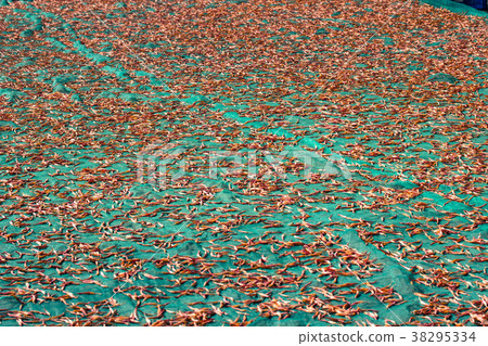 太麻里金針山 太麻里金針山 38295334