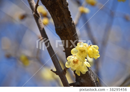 Rowbai (wax plum) 38295456