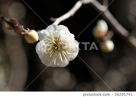 梅（水芯鏡） 38295741