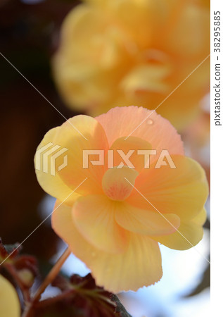 Begonia 38295885