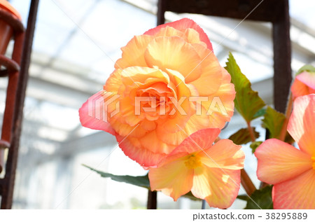 Begonia 38295889
