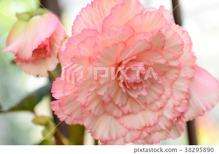 Begonia 38295890