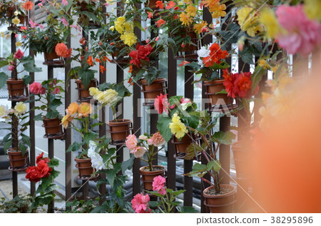 Begonia 38295896