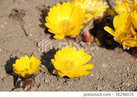 阿多尼斯 38296016