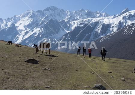 Backpackers and horses in Nepal climbing muntains 38296088