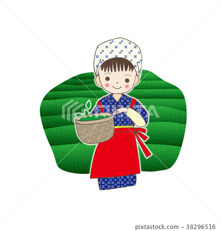 茶採摘八十八夜女兒 38296516