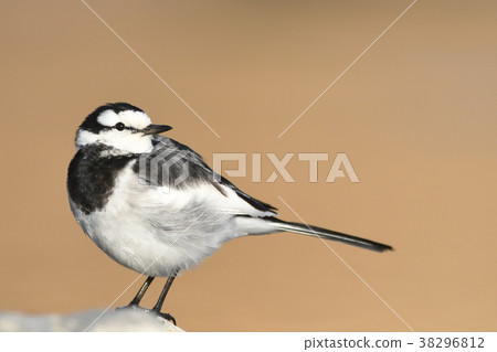 "Hakusekirei" in the Kawahara 38296812